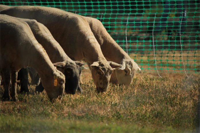 sheep eat grass at uc davis as part of sustainability project.