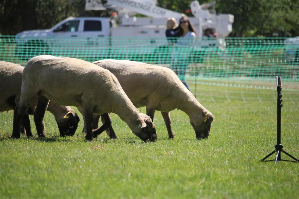 sheepmowers